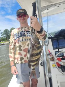 Freshly caught sheepshead fish displayed on fishing boat in Orange Beach Alabama