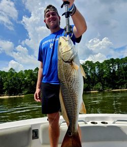 Redfish caught in Orange Beach