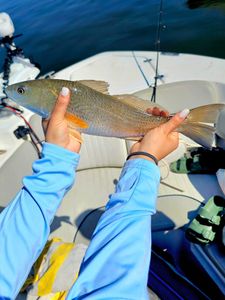 Redfish caught in Orange Beach
