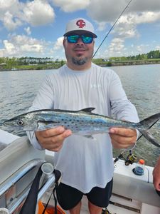 Spanish mackerel caught while fishing in Orange Beach Alabama
