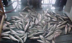 Look At All Those Catfish! 