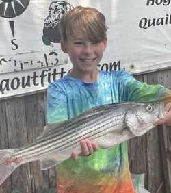 Striped bass catch displayed at fishing dock in Pottsboro TX