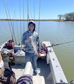 Striped bass caught while fishing on boat in Pottsboro TX