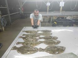 Flounder Hooked on Matagorda's fishing charm!