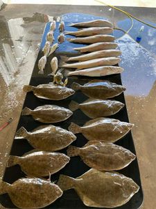 Southern Flounder, Summer Flounder, and European Flounder caught fishing in TX