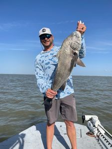 Single black drum fish caught in TX