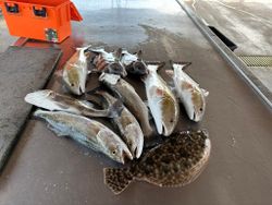 Six Black Drum fish caught in Matagorda