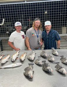 Four black drum fish caught in Matagorda