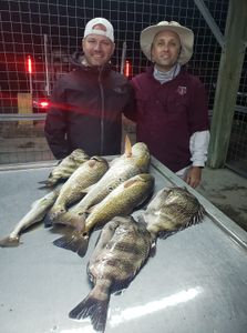 An image showing three black drum and sheepshead fish caught in Matagorda, Texas.