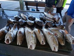 Four coho salmon caught in Matagorda