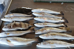 9 fish caught in Matagorda, Texas during fishing or hunting