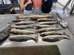 8 fish caught on fishing trip in TX