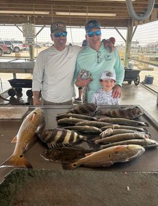 Four big sheepshead fish caught in Matagorda