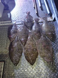 Four Pacific Halibut and Summer Flounder fish caught in TX