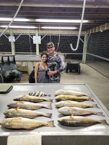 7 great barracuda fish caught in matagorda