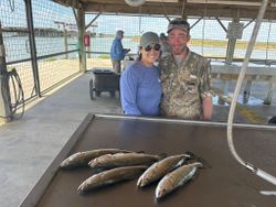 Fresh caught speckled trout displayed on cleaning station in Matagorda TX