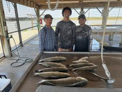 Fresh caught speckled trout displayed on cleaning station at fishing dock in Matagorda TX