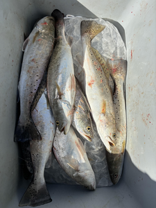 Fresh Matagorda speckled trout ready for the cooler!