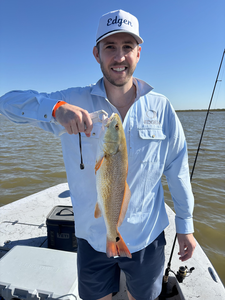 Nice redfish on light tackle! Clear conditions made for an exciting adventure today.