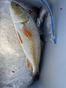 Nice redfish on ice! Clear conditions made for an exciting day on the water.