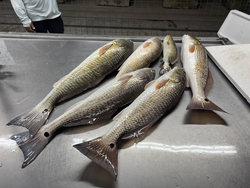 Six beautiful Matagorda redfish ready for the cleaning table!