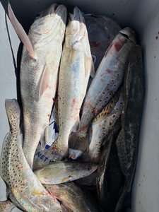 Blasted today with speckled trout and black drum using multiple techniques in clear conditions!