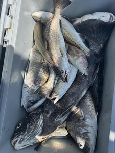 Nice variety of speckled trout in the cooler today! Clear conditions made for some exciting fishing.