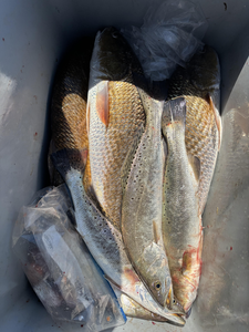 Nice speckled trout using light tackle on a clear day!