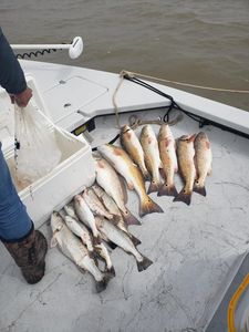 7 fish caught in TX
