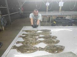 A fisherman holds three big European flounder caught in TX