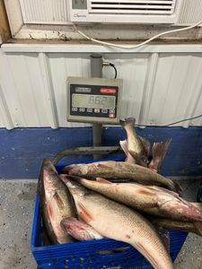 Heavy Walleye haul!
