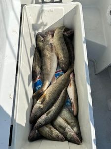 Lake Erie's Walleye Bonanza