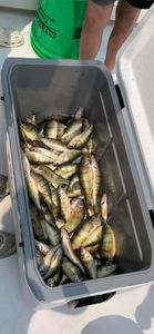 Perch Bounty In Lake Erie, OH