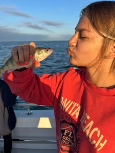 Irresistible Perch Capture In Lake Erie