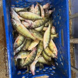 Perch Abundance In Lake Erie, OH