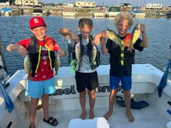 6 american yellow perch caught fishing in OH