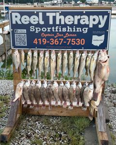 14 black drum, sauger, white bass, and pike-perch caught in Oregon