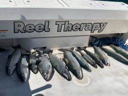 5 chinook salmon in OH