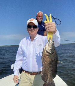 Big Tripletail catch on the water! 🎣 | Port fishing charter action
