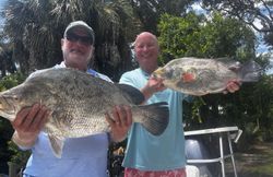 Double Tripletail action! 🎣 | Inshore fishing charter success
