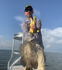 A photo of a big tripletail fish caught while fishing in Florida