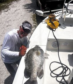Tripletail fish caught in FL
