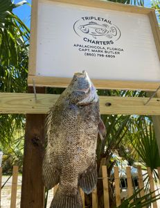 Tripletail fish caught in FL
