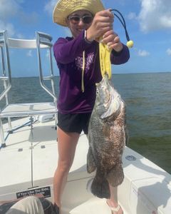 Tripletail fish caught by angler in FL