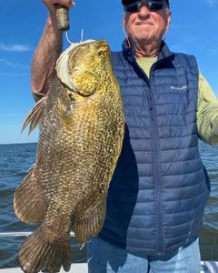 Tripletail fish caught in FL