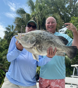Image of a 24-inch Tripletail fish caught while fishing in FL.