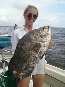 A Tripletail fish caught in Florida while fishing