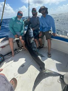 Freshly caught swordfish displayed on fishing boat deck in Big Pine Key FL