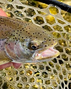 Scenic view of Nevada landscape