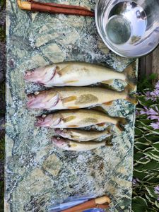 Five fish caught while fishing in Ontario, Canada